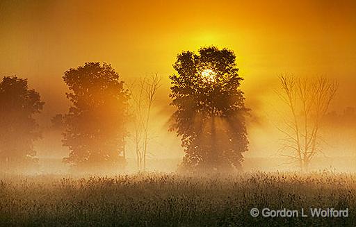 Trees In Misty Sunrise_24551.jpg - Photographed near Smiths Falls, Ontario, Canada.